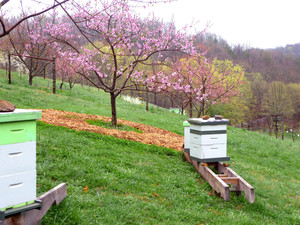 Honey Glen