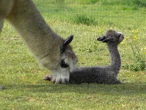 Kellogg's Alpacas