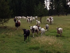 Bah Bah Blacktail Farm
