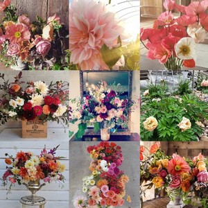 Red Daisy Farm