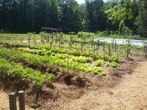 Hilltop Pastures Organic Farm