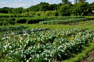 Seeds Farm