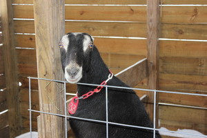 Double H Farm