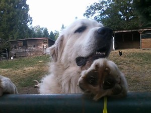 Naked Acres Farm