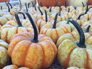 Clancys Christmas Trees & Pumpkin Patch