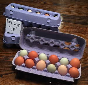 Blue Coop Farm