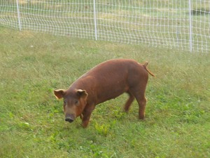 Mossy Ridge Farm