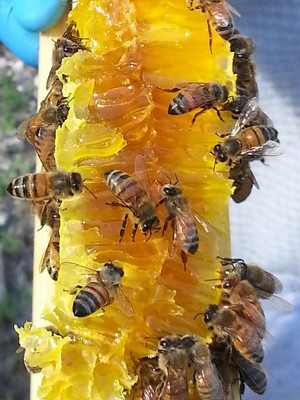 Bee Free Love Honey Company