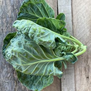 Bountiful Blessings Farm