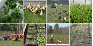 SkyRoot Farm