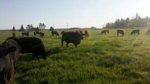 Dalew Farms