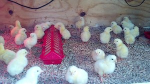 Lil' Acres Farm