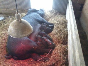 Heritage Meadows Farm