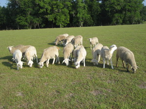 Oak Lane Sheep Farm