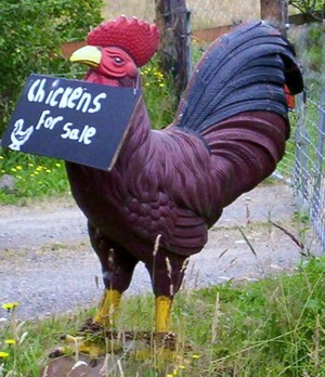 Chicken Scratch Farm