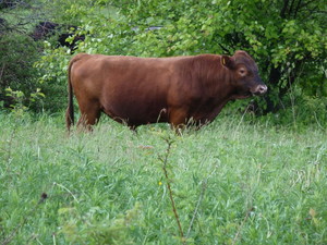 Hillside Meadows Farm