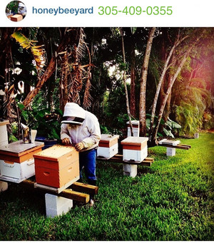 Honey Bee Yard