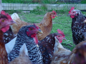 Wiles Family Egg Stand