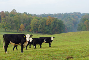 Shemenski Farms