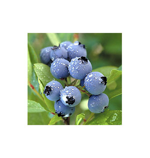 Hybridoma Organic Fruit Farm