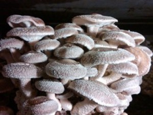 Forest Mushrooms Inc.