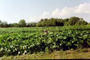 Funny Farm Organic Produce