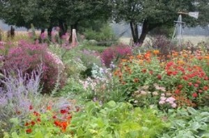 White Rose Farm