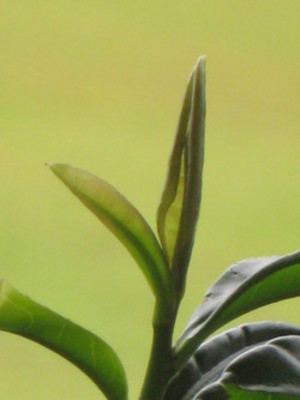 Moonrise Tea Garden