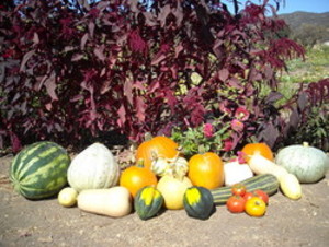 Engle Farms Natural  Produce