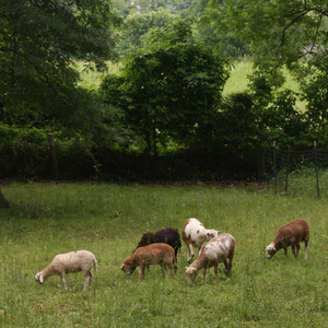 Horsemen Trail Farm