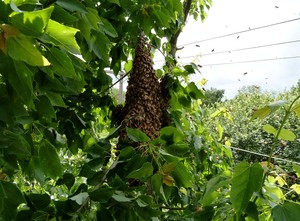 Cardinal Apiaries