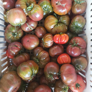 Pink Moon Farm