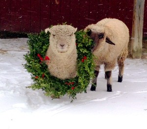 Cairnbrook Farm