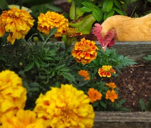Cherry Blossom Farm - Poultry & Produce