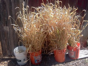 Cloverfield Organic Farm