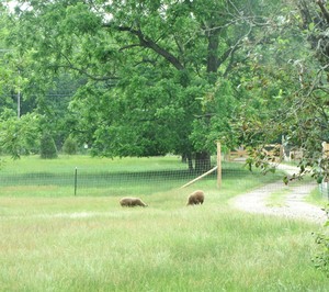 Bluebird Sings Farm