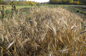 Cloverfield Organic Farm