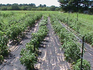 SD Flower Farm LLC