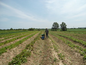 Avofarm