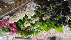 Sweetwater Organic Community Farm