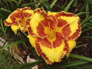 Davis Daylily Gardens