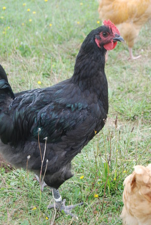 Beacon Natural Farm, LLC.