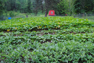 In the Woods Market Garden