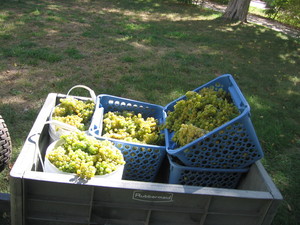 Greenhill Vineyard & Farm