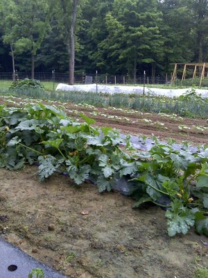 Shelton Produce
