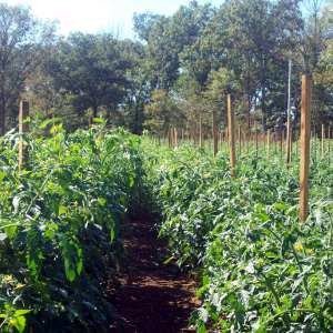 Cumberland Sustainable Farmers' Market
