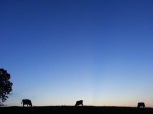 Mick Family Farm