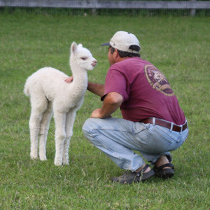 Painted Sky Alpaca Farm
