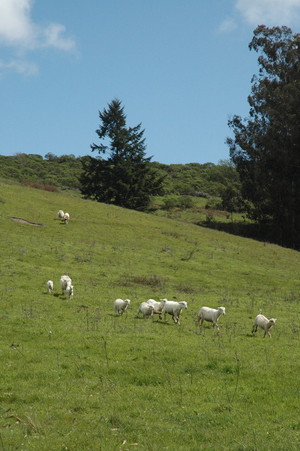 Swallow Valley Farm