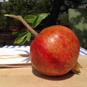 Fairview Orchards